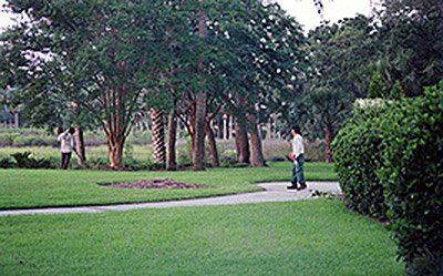 Shrub Maintenance — Green landscape Trees in Savannah, GA