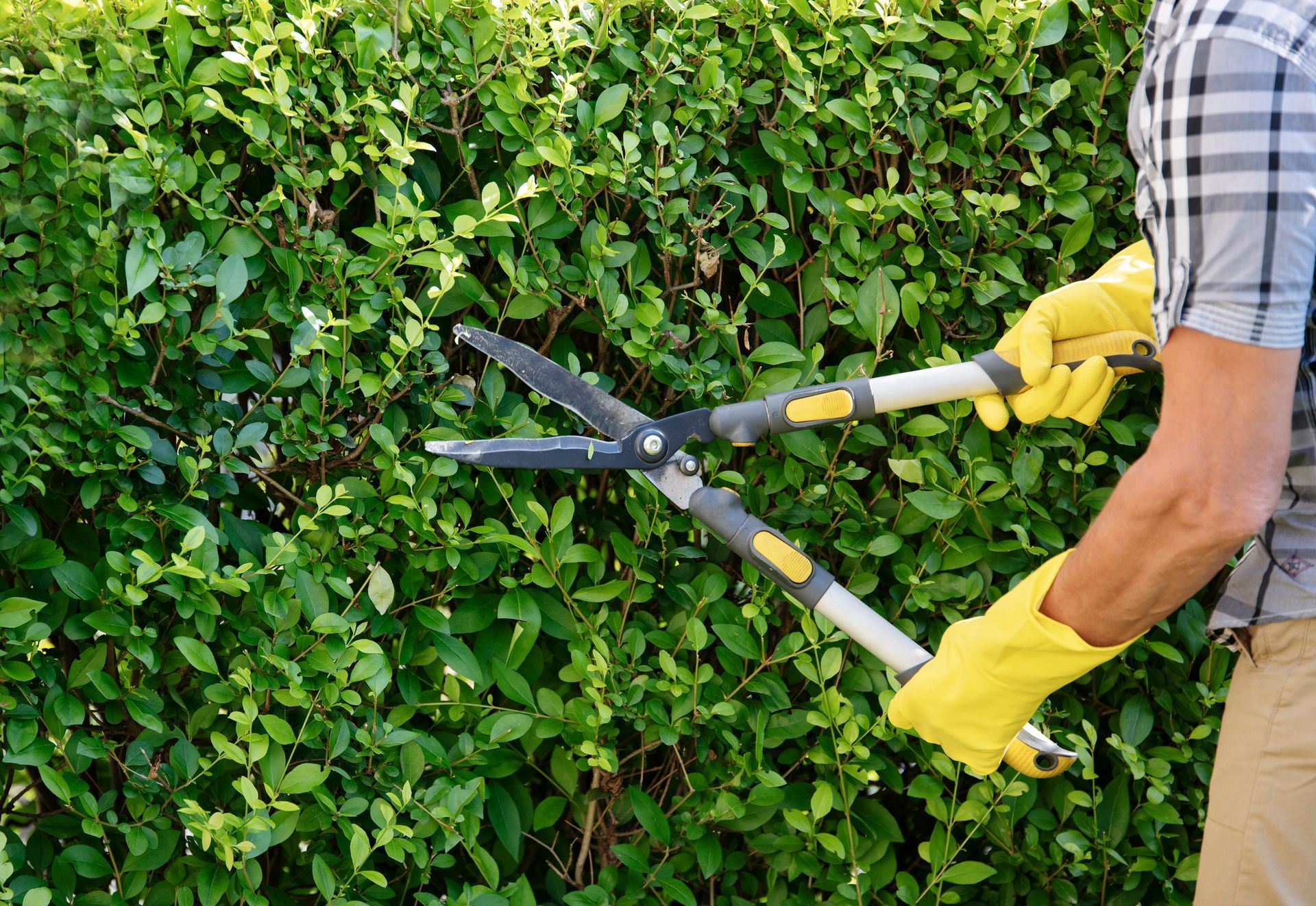Gardener Trimming Hedge In Garden – Salem County – Yurgin's Lawn Care