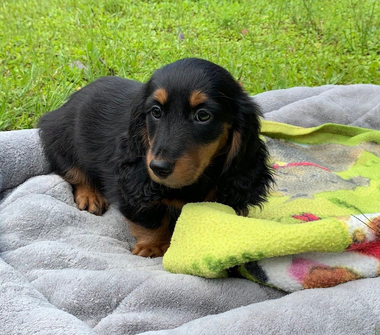 dachshund puppy for sale