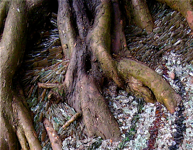 David Booth, tree, roots, glass