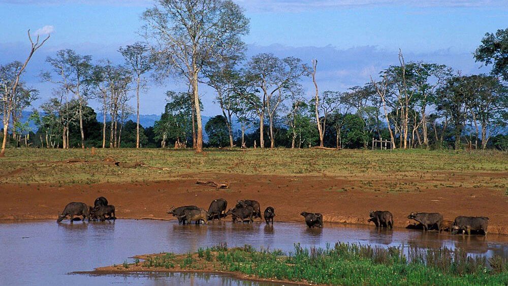 Kilima Safari Camp -  Accommodation Kenya Deluxe Safari by Predators Safari Club
