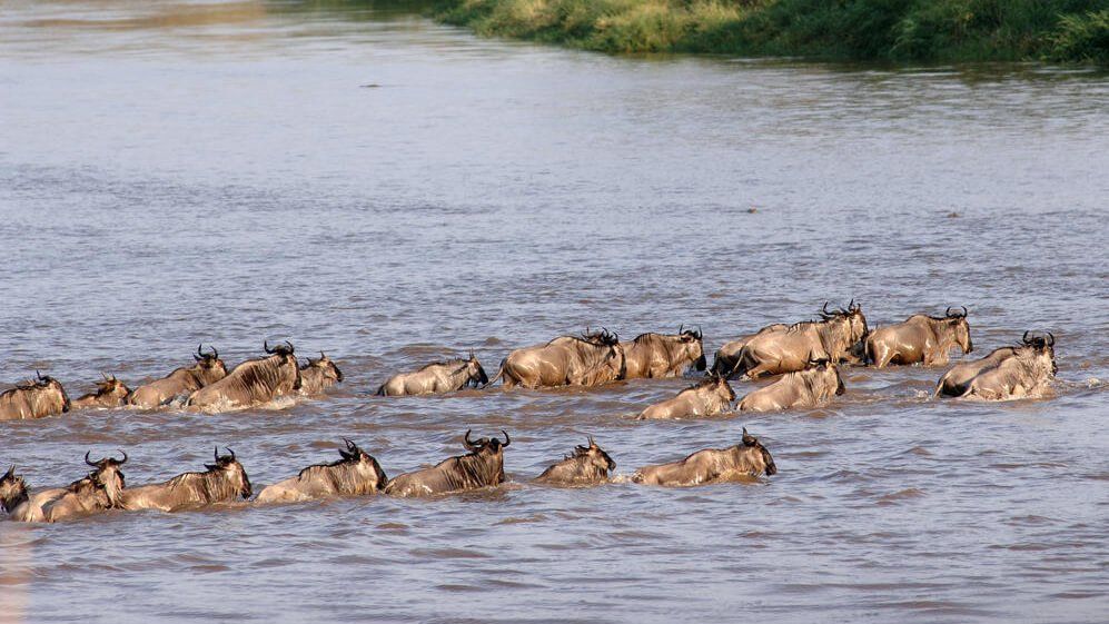 THE GREAT WILDEBEEST MIGRATION   Blog   Week 2   5  1920w 