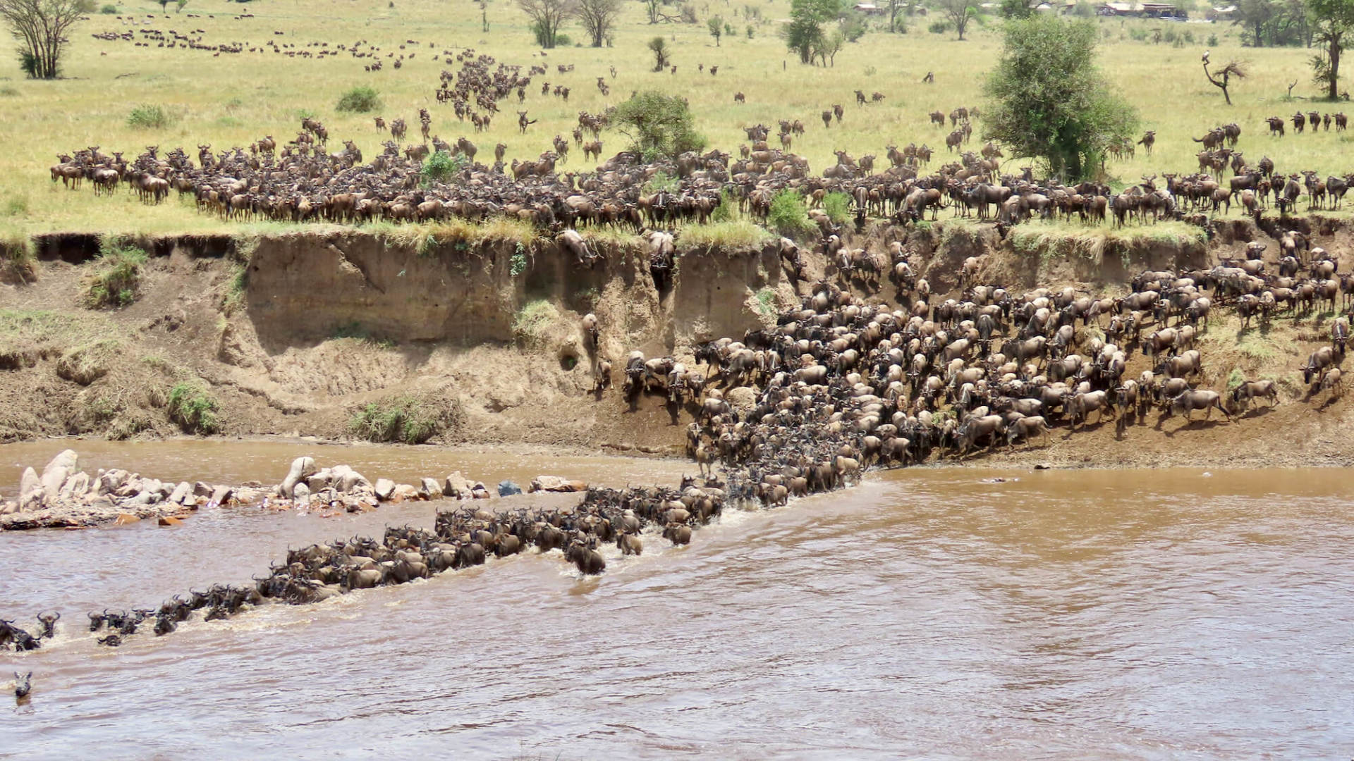 THE GREAT WILDEBEEST MIGRATION   Blog   Week 2   8 1920w 