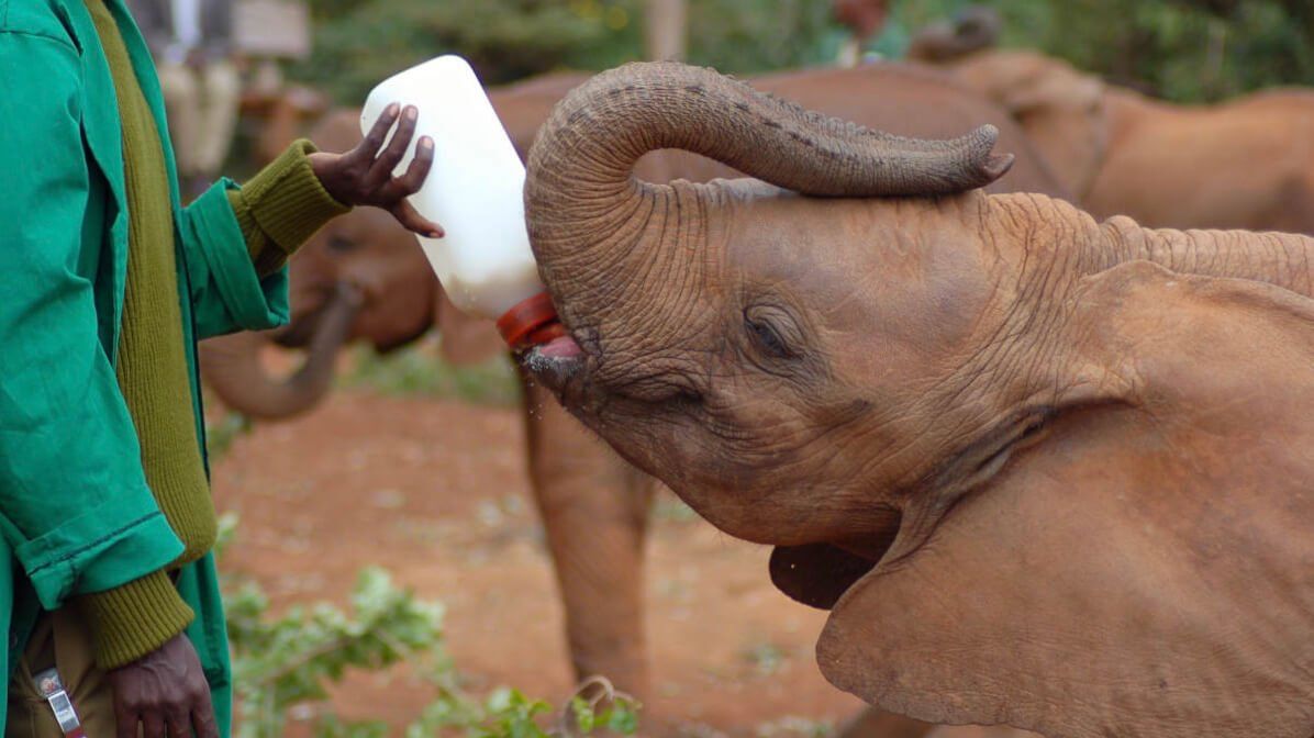 David Sheldrick Wildlife Trust
