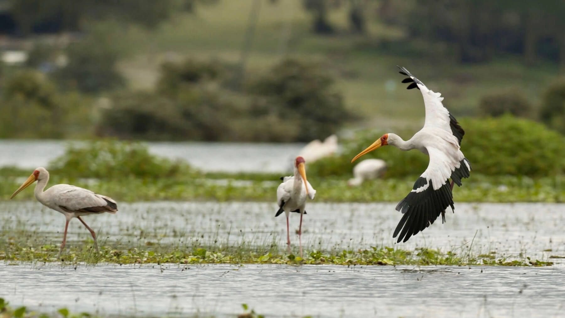 Lake Naivasha Kenya Day Tour - Predators Safari Club