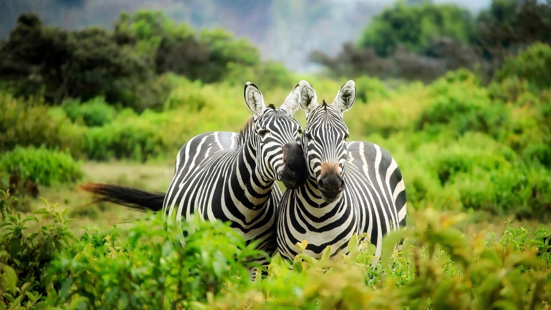Kenya Deluxe Safari Itinerary - Predators Safari Club