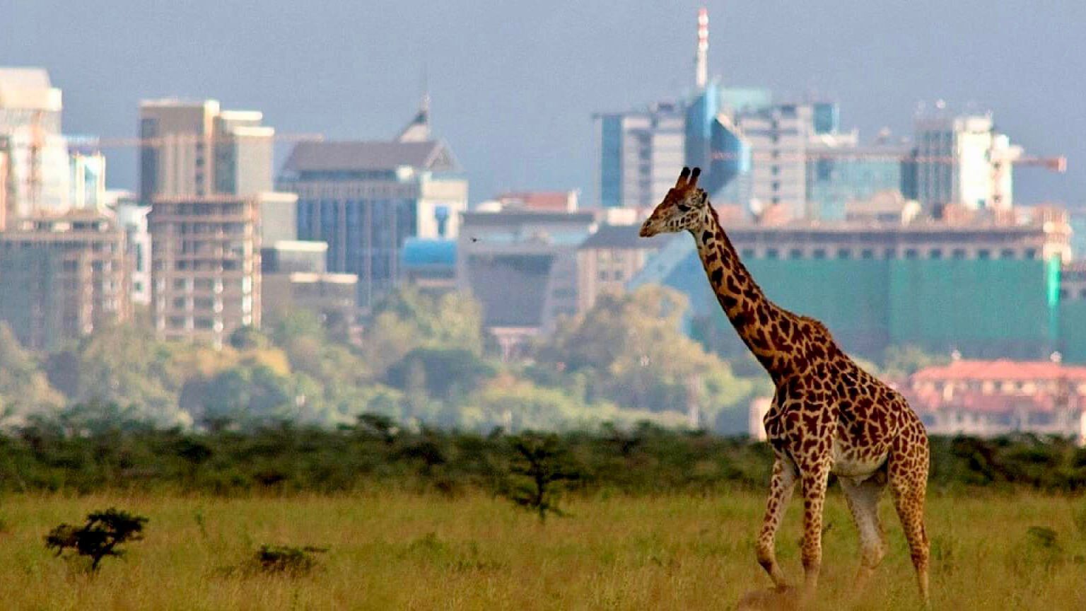 Nairobi National Park Day Tour Itinerary - Predators Safari Club