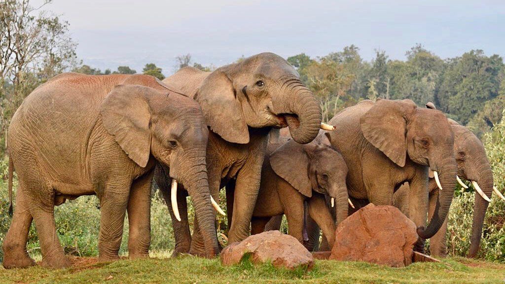 Aberdare National Park - Kenya Northern Circuit