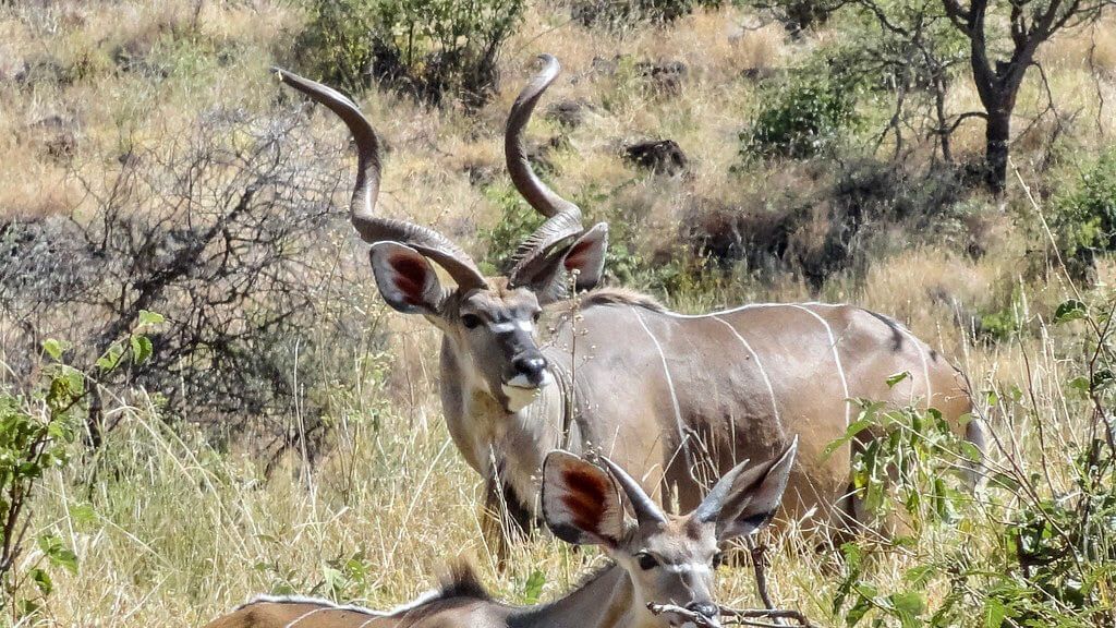 Lewa Wildlife Conservancy - Northern Circuit Kenya