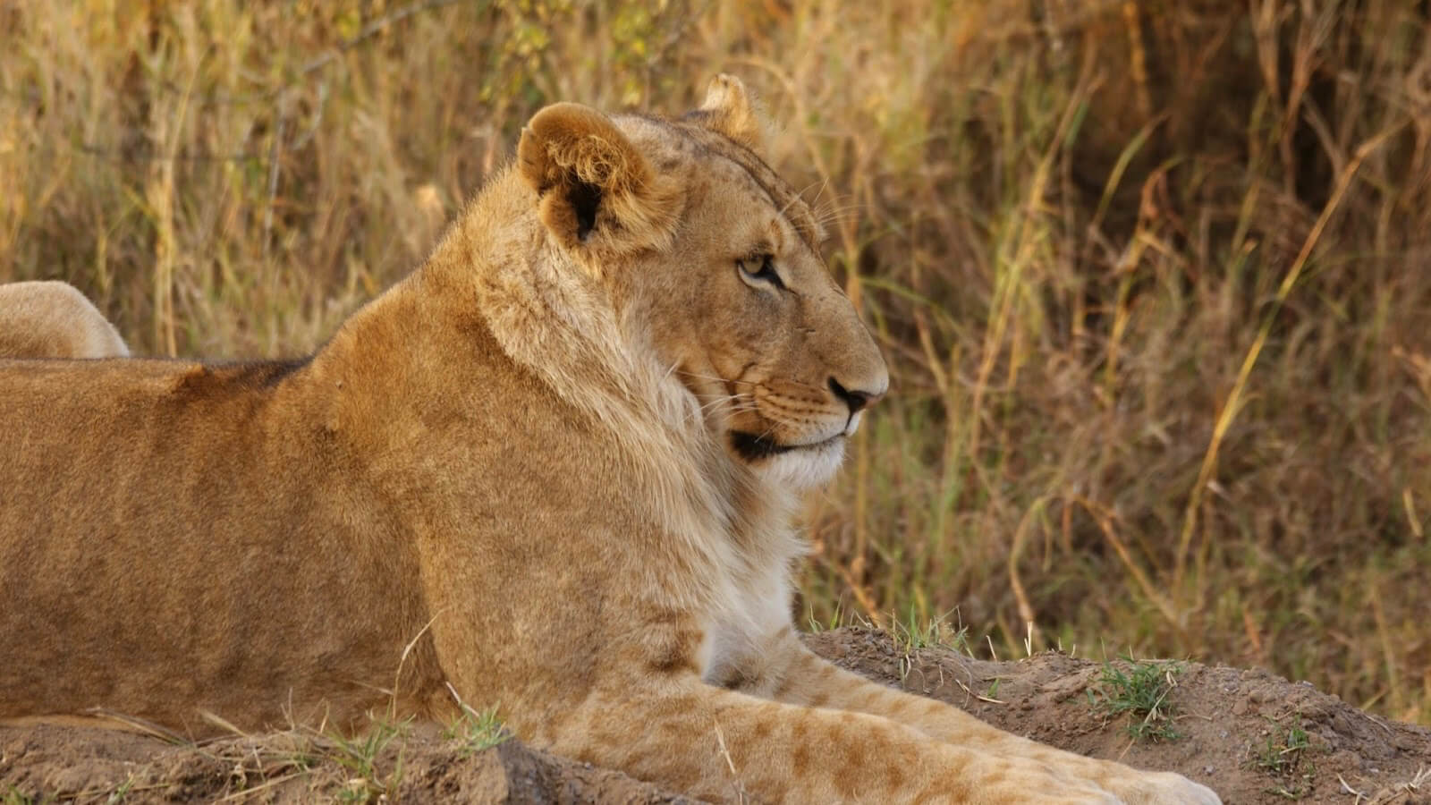 Ol Pejeta Conservancy - Northern Circuit Kenya