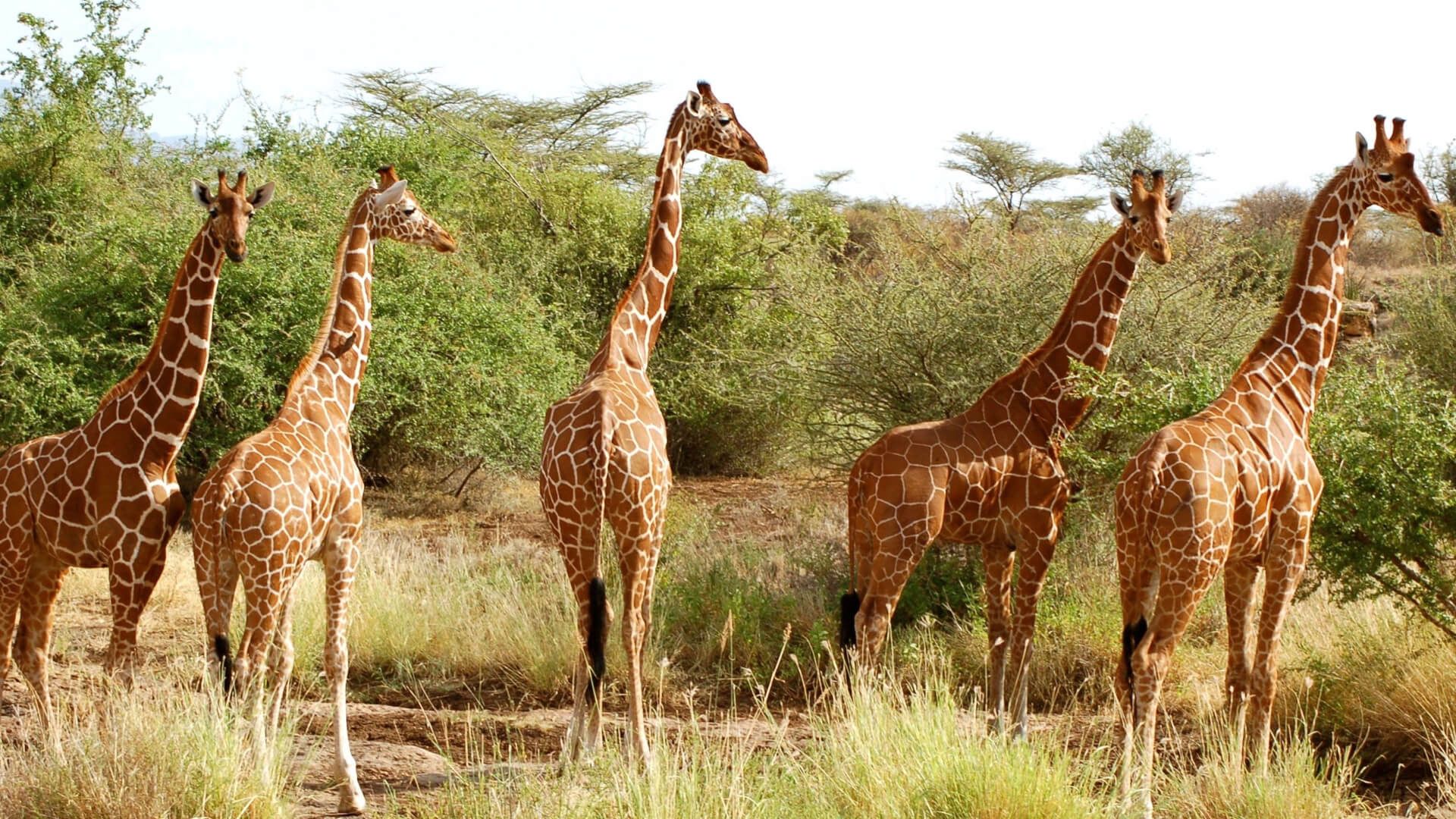 Samburu National Reserve - Kenya Northern Circuit