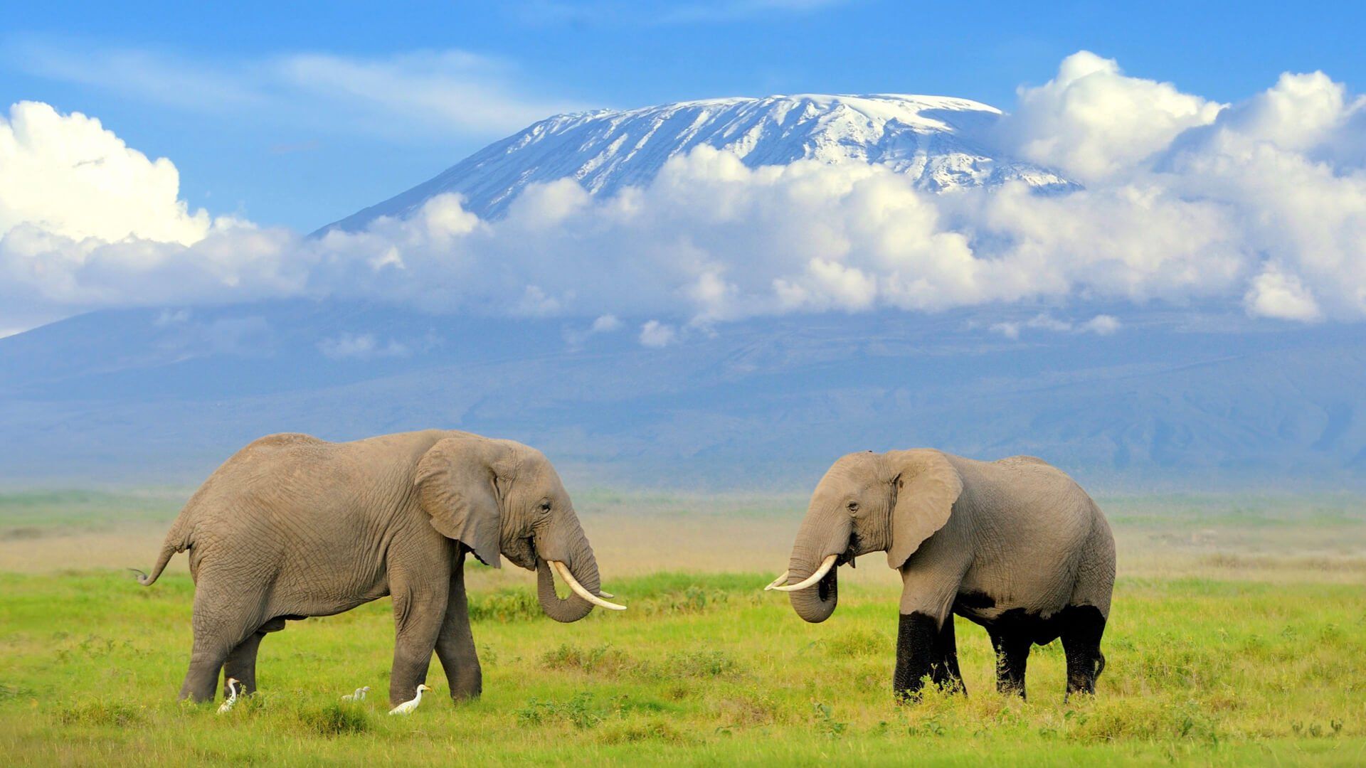 Amboseli National Park - Southern Circuit Kenya