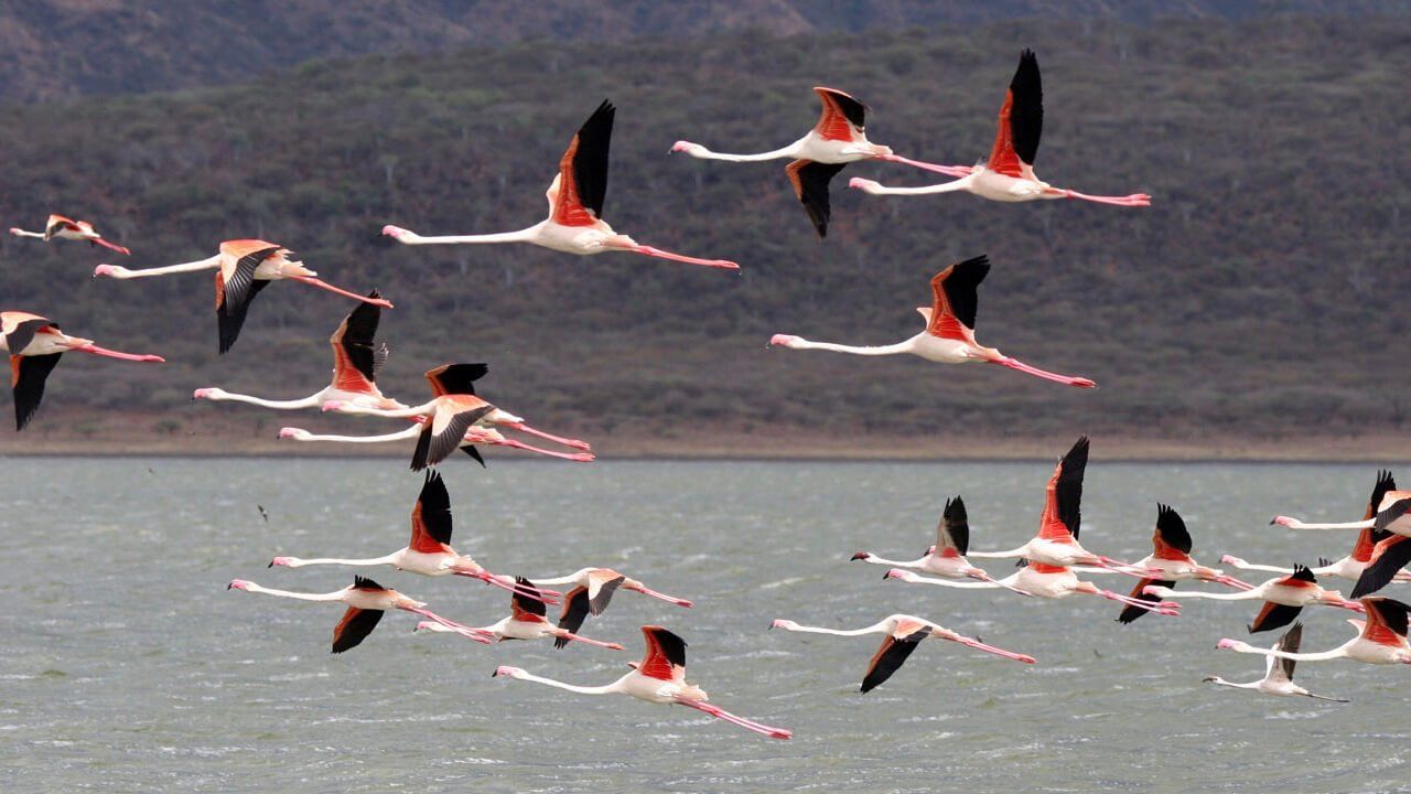 Lake Borgoria National Reserve  - Southern Circuit Kenya