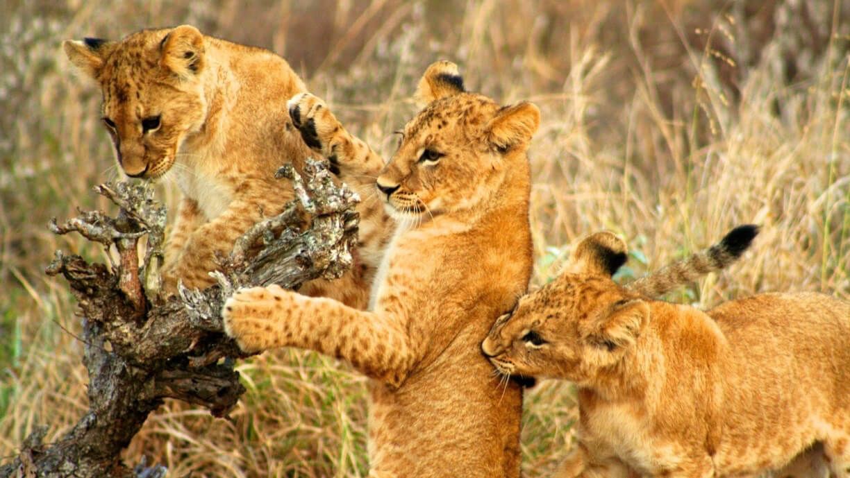 Tsavo West National Park - Southern Circuit Kenya