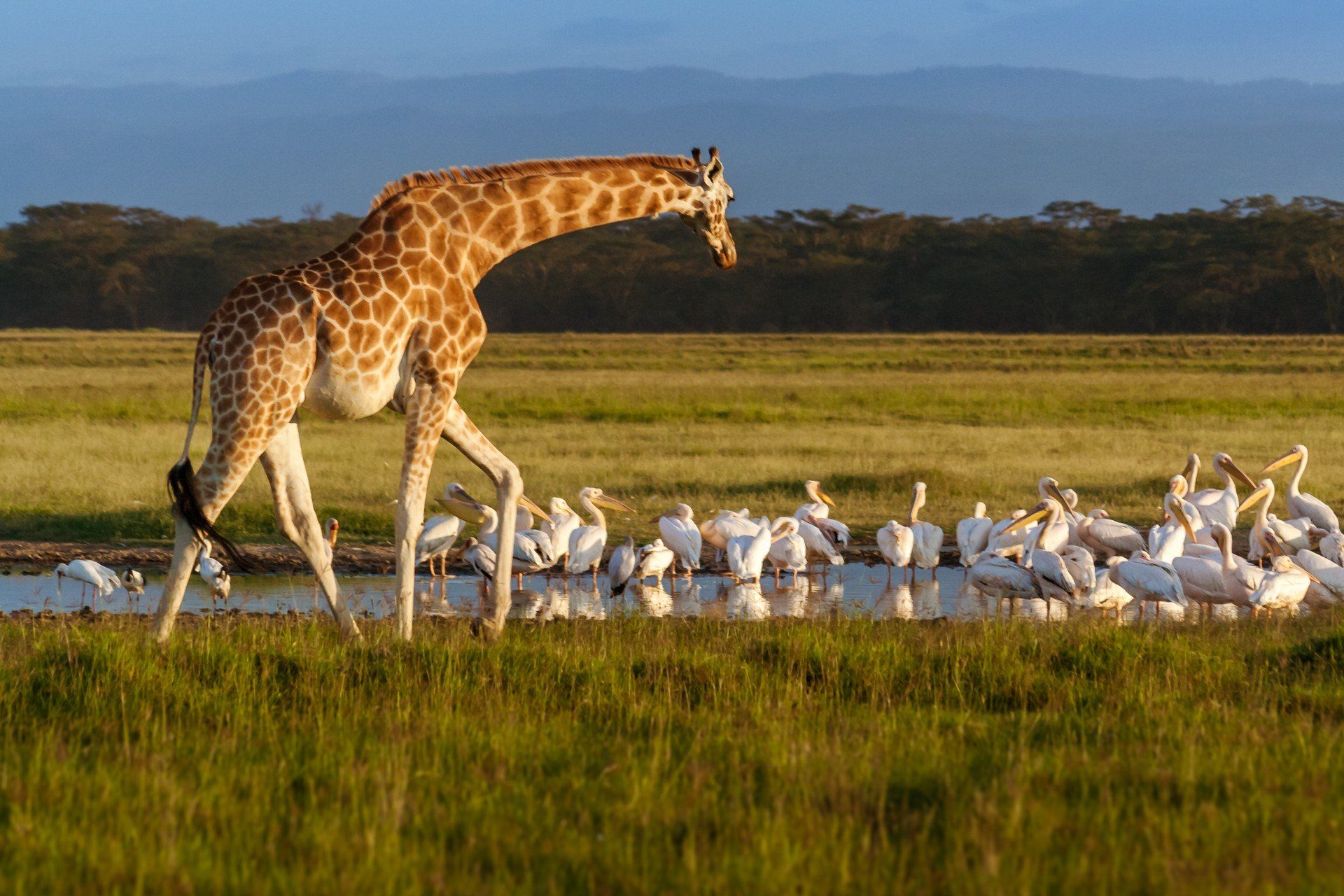 Kenya Destination Information - Predators Safari Club