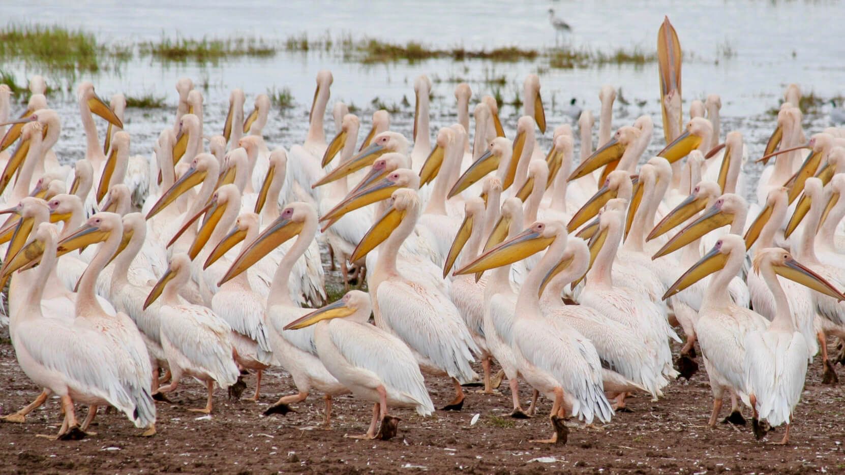 Lake Manyara Serena Safari Lodge Accommodation Best of Tanzania Safari