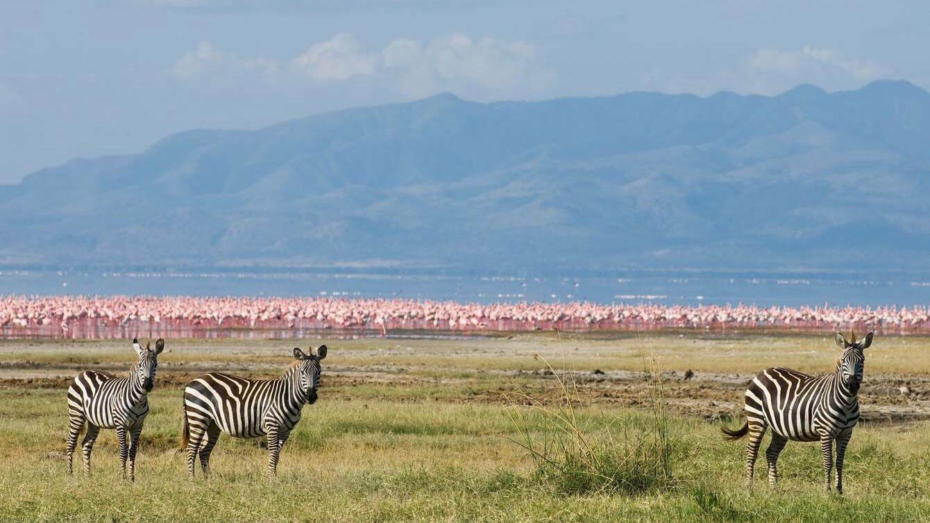 Mara Serena Safari Lodge  Accommodation Best of East Africa Safari