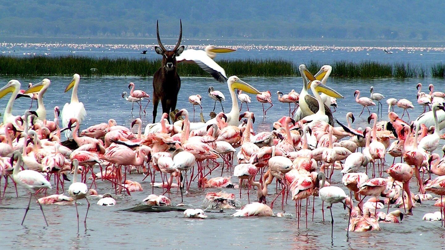Kenya Rift Valley Birding Safari Itinerary - Predators Safari Club