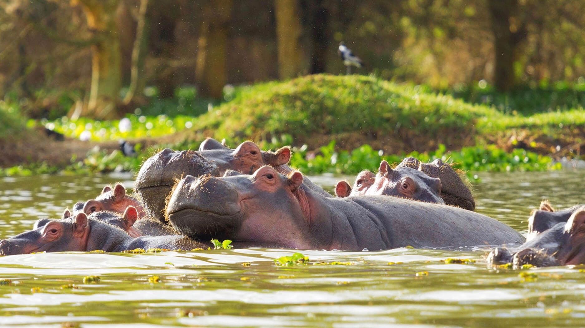 Ngorongoro Serena Safari Lodge  Accommodation Best of East Africa Safari