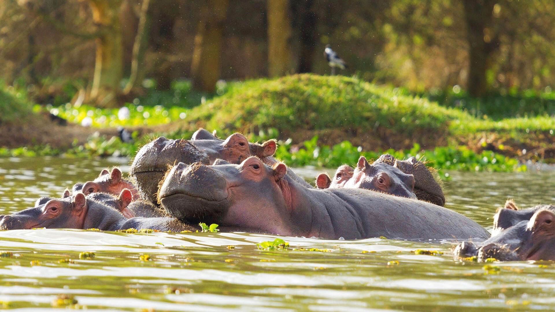Lake Naivasha Sopa Lodge Accommodation Best of East Africa Safari