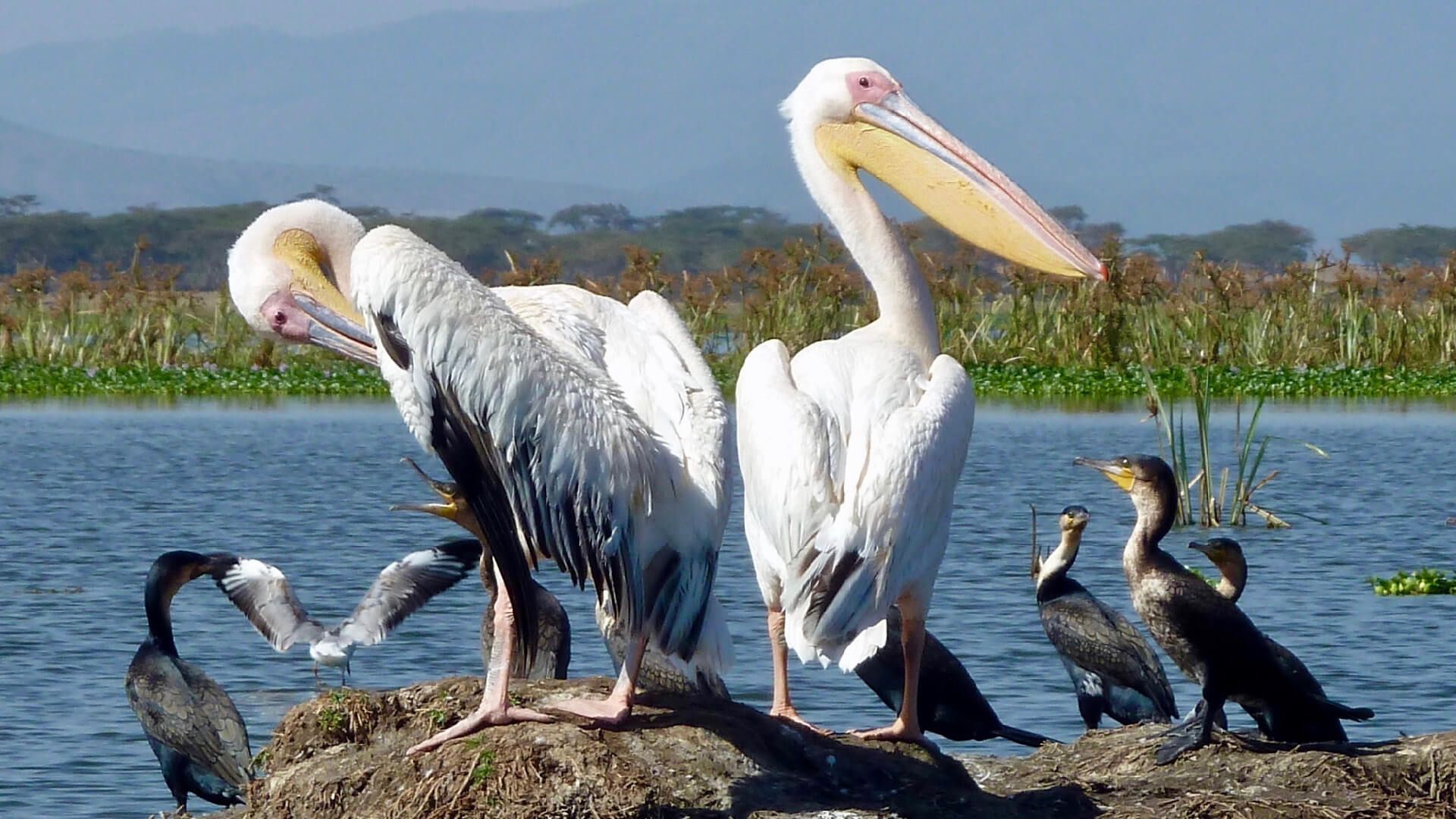 Lake Nakuru Lodge - Accommodation Kenya Rift Valley Birding Safari by Predators Safari Club