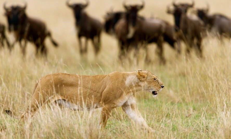 Azure Mara Camp - Accommodation Kenya Big Five Safari by Predator Safari Club