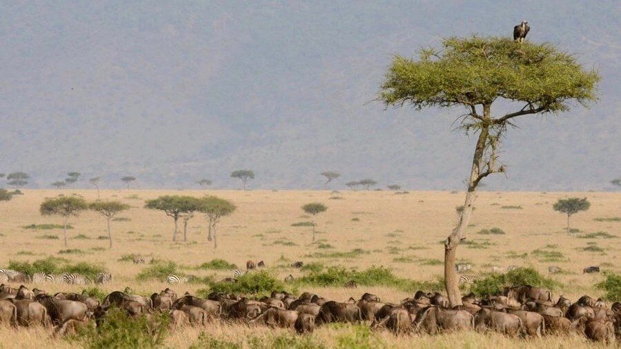 The Ark Lodge - Accommodation Lion King Family Safari by Predators Safari Club
