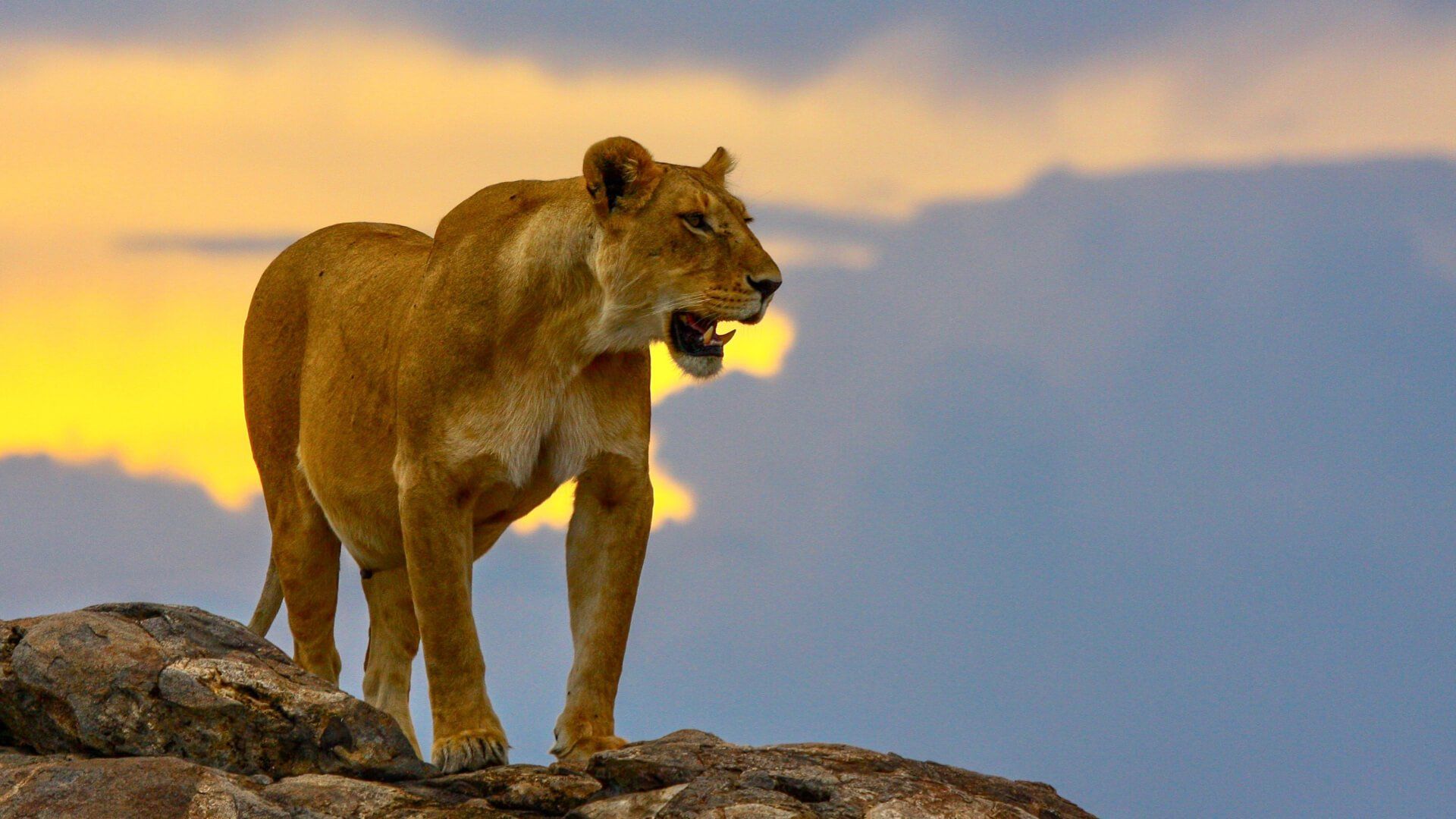 Serengeti Serena Safari Lodge  Accommodation Best of East Africa Safari