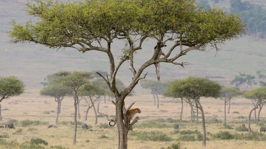 Sarova Woodland Hotel  - Accommodation Kenya Bush & Beach Safari by Predators Safari Club