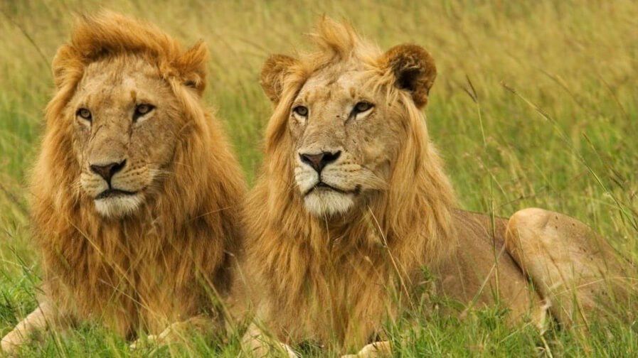 Kenya Big Five Safari Itinerary - Predators Safari Club