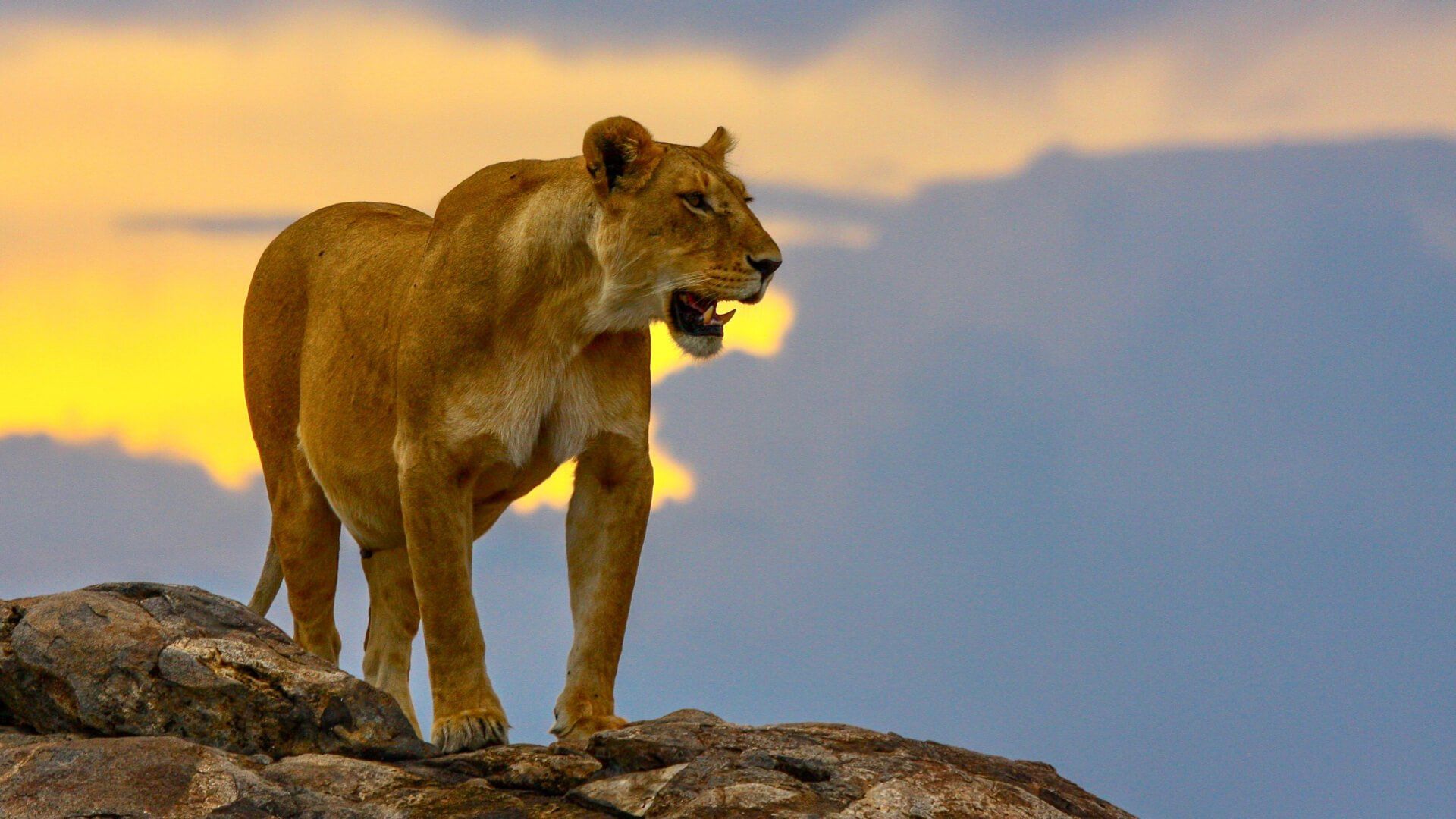 Amboseli Serena Safari Lodge  Accommodation Best of East Africa Safari