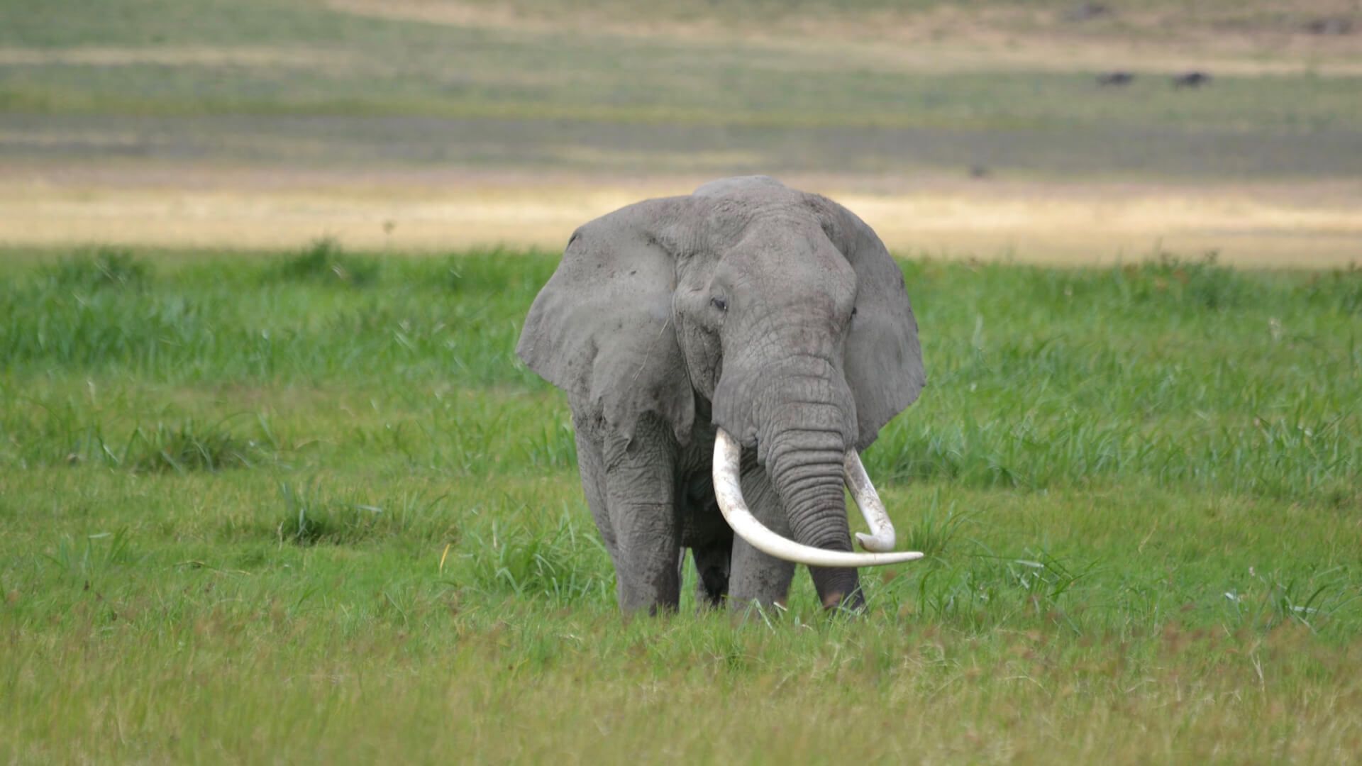 Ngorongoro Farm House  Accommodation Tanzania Classic Safari