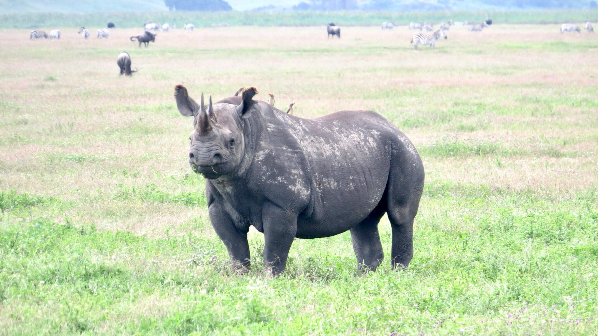 Ngorongoro Serena Safari Lodge  Accommodation Best of Tanzania Safari