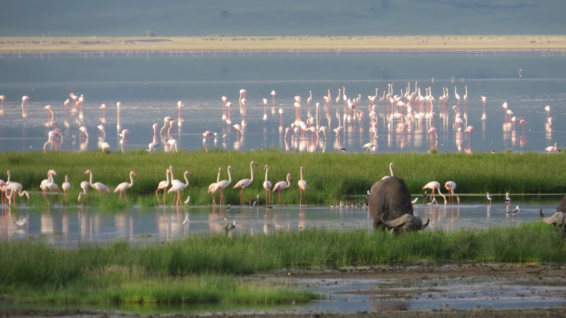 Serengeti Heritage Camp Accommodation Great Migration Calving Safari