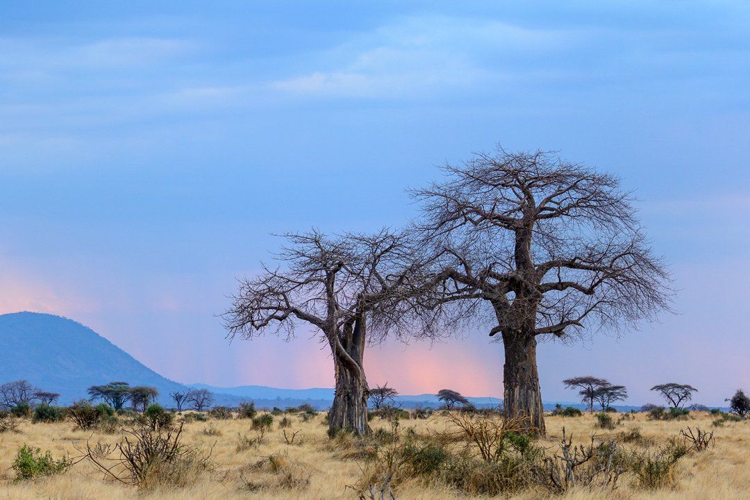 Ruaha National Park - Southern Circuit Tanzania