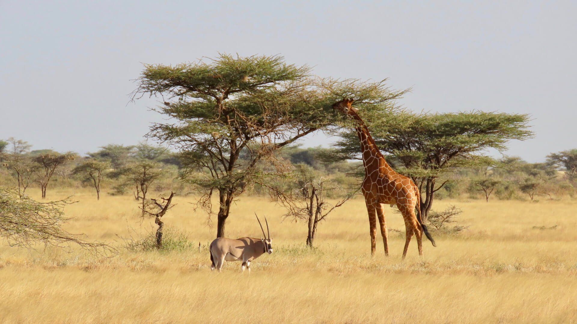 Sarova Panafric Hotel - Accommodation Kenya Big Five Safari by Predator Safari Club