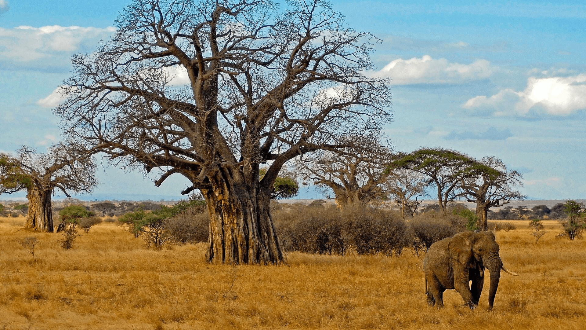 TARANGIRE NATIONAL PARK DAY TOUR TANZANIA - Predator Safaris
