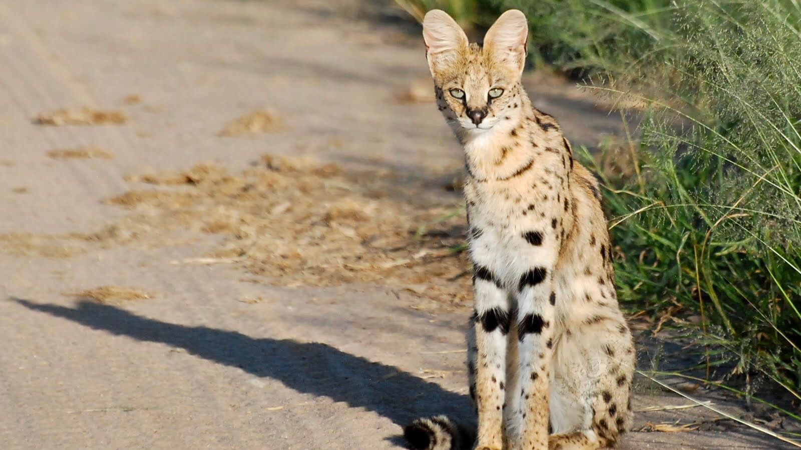 Tanangire National Park Tanzania Day Tour