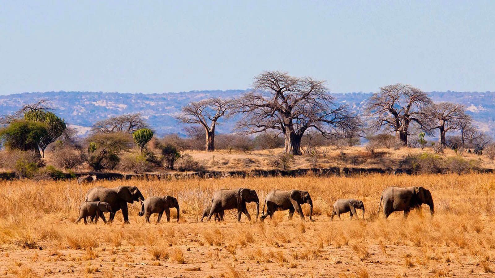 Tarangire National Park - Predators Safari Club