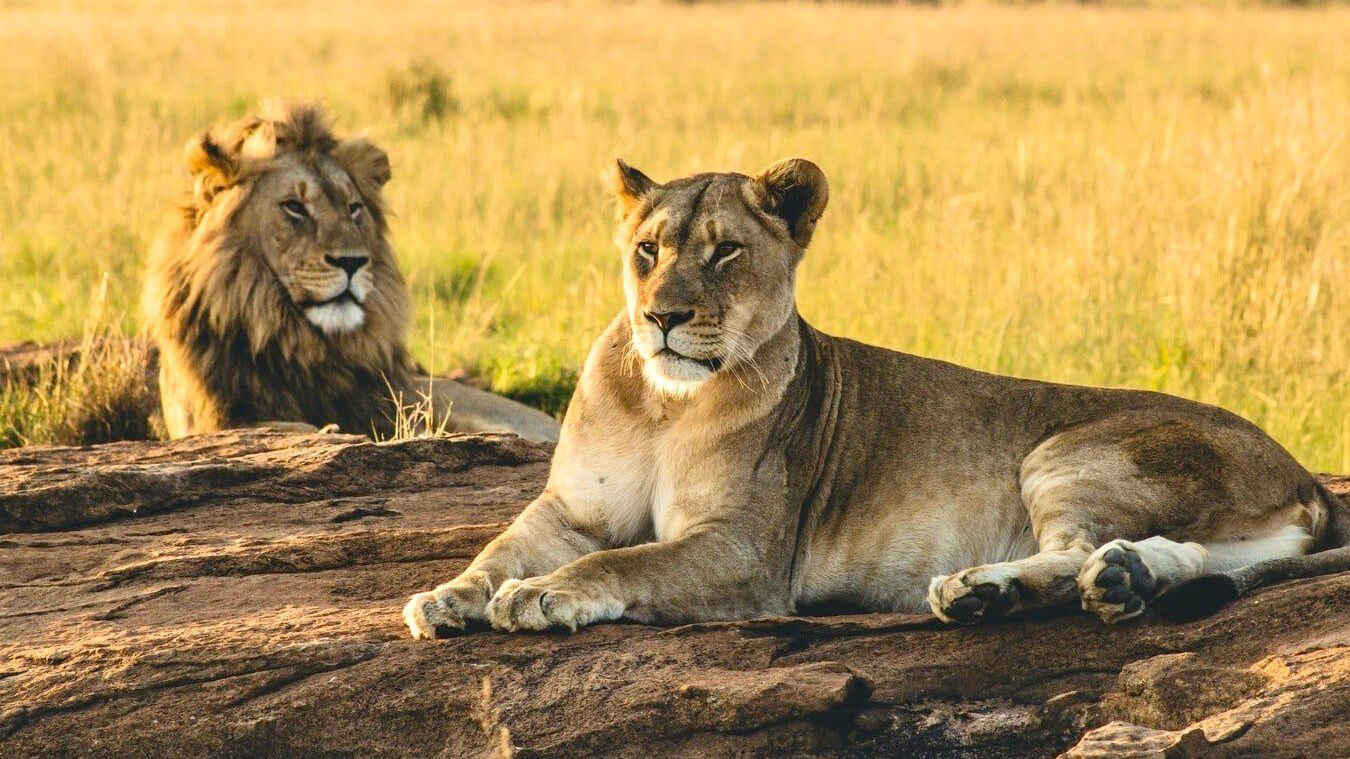 Mikumi National Park - Tanzania Southern Circuit