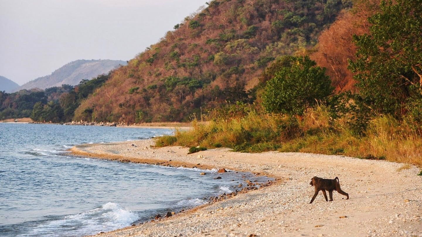 Gombe Stream National Park - Tanzania Western Circuit