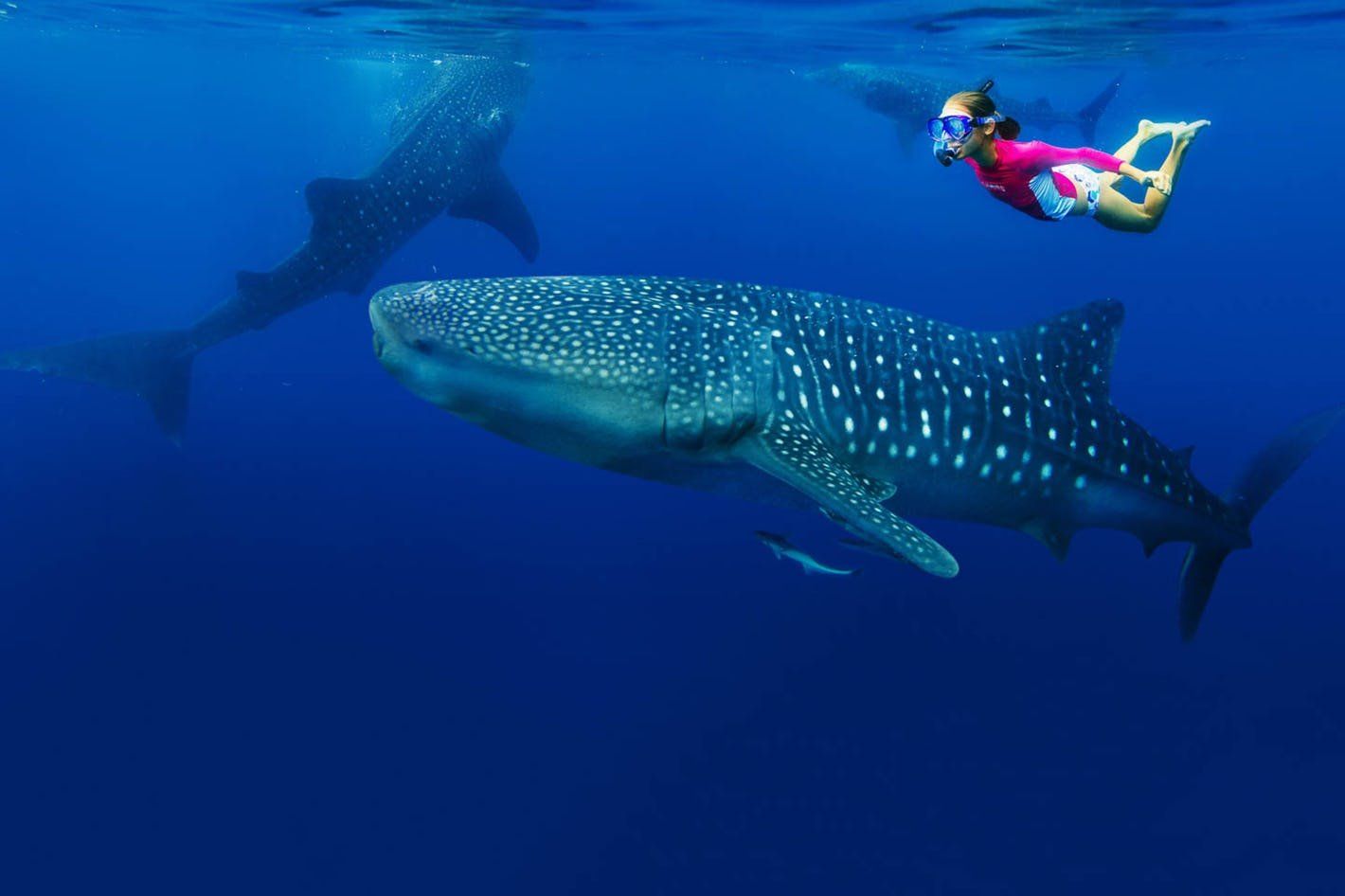 Whale Shark Diving Mafia Island with Predator Safari Club