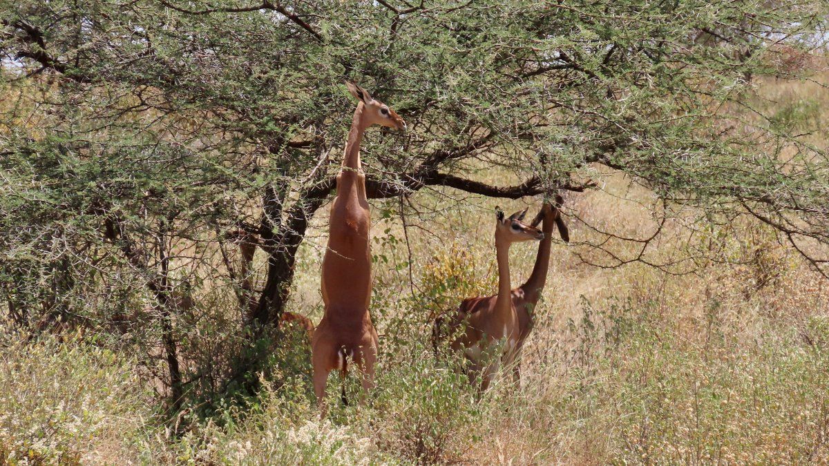 Predators Safari Club Saburu 5 Safari