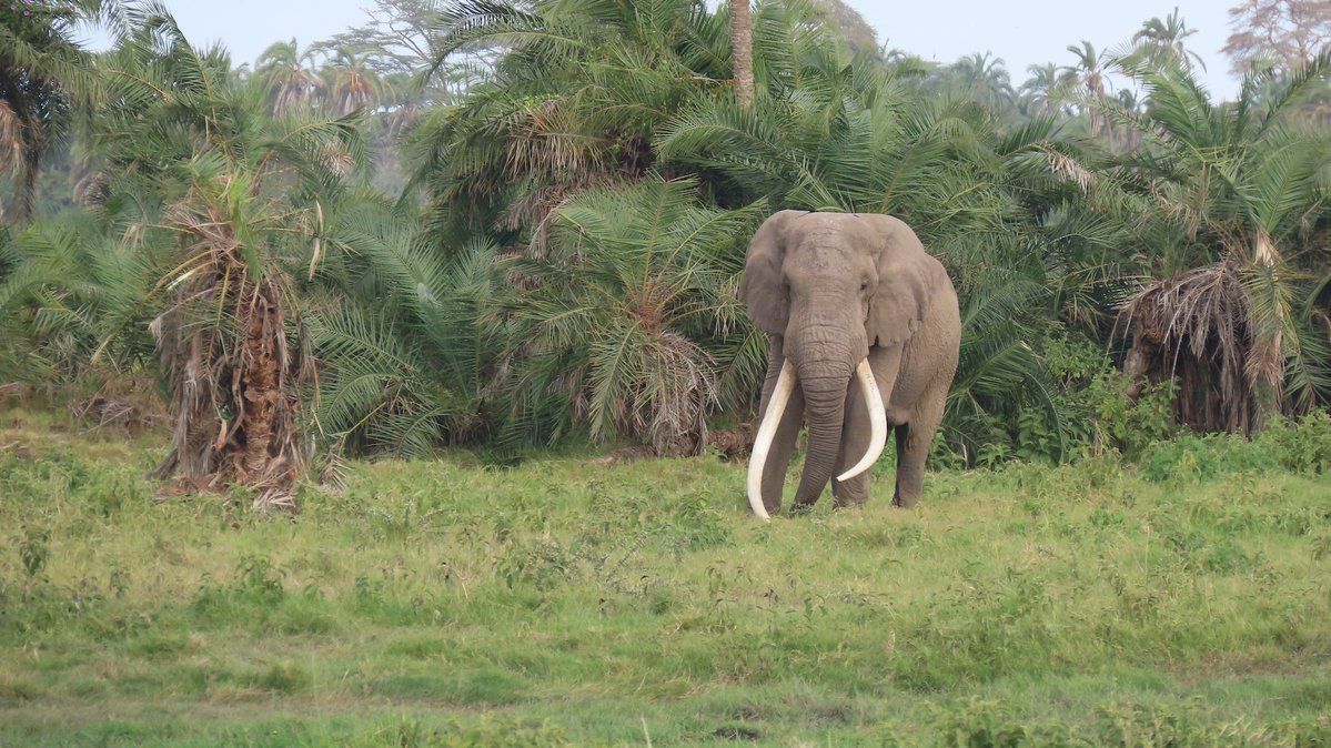 Predators Safari Club visiting Amboselli National Park