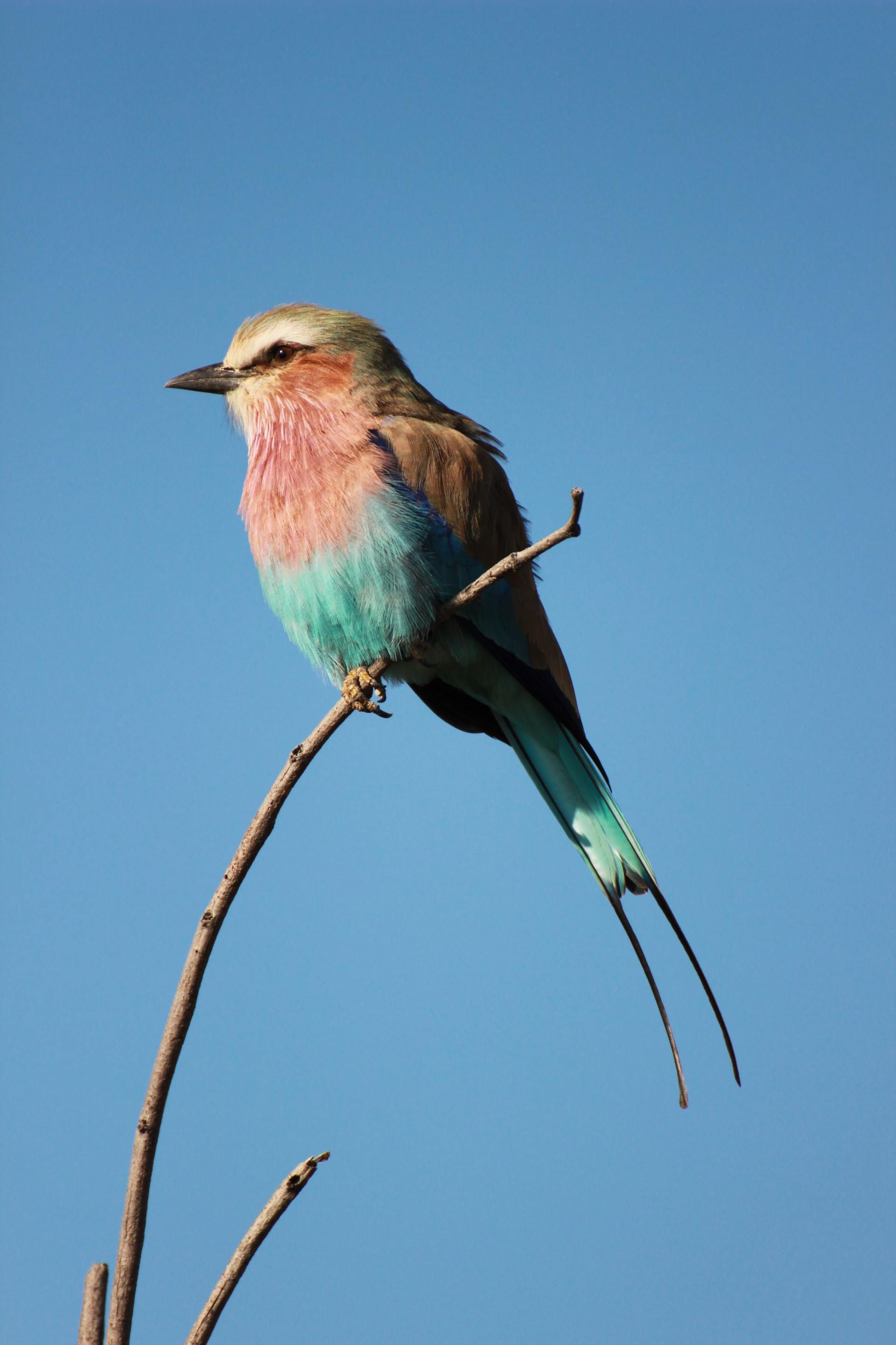 BIRDING - Predators Safari Club