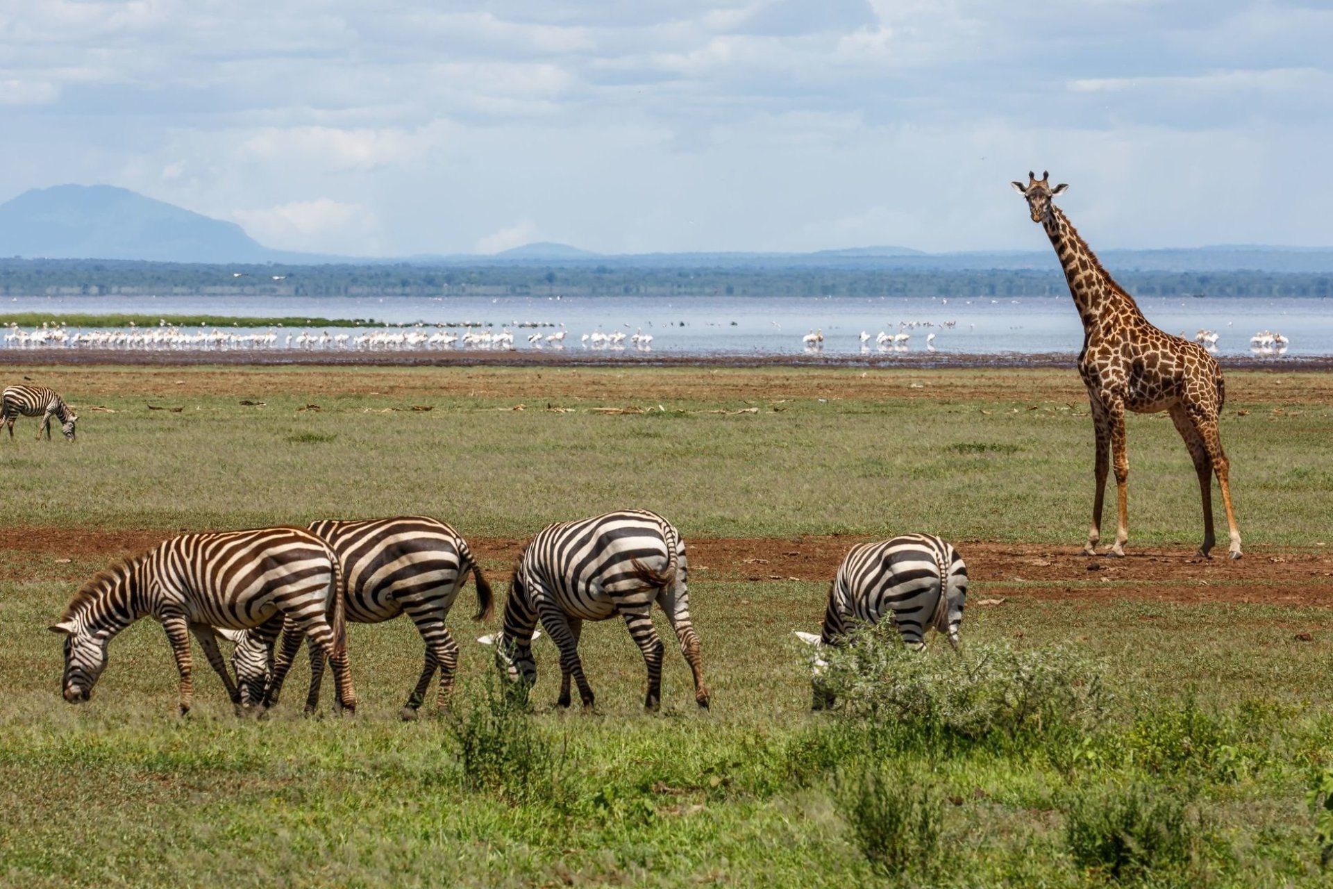 Lake Manyara National Park Tanzania Day Tour