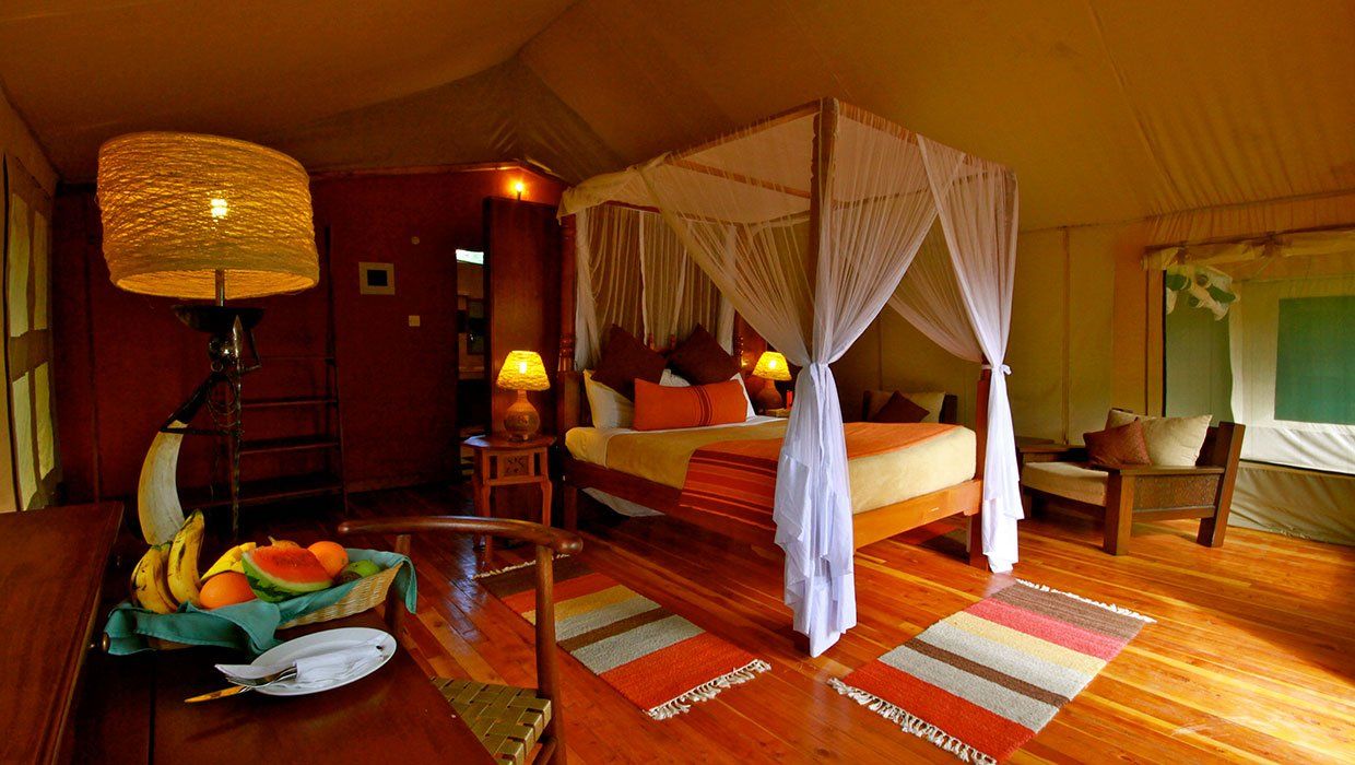 Harbour View Hotel Accommodation African Wild Dog Safari