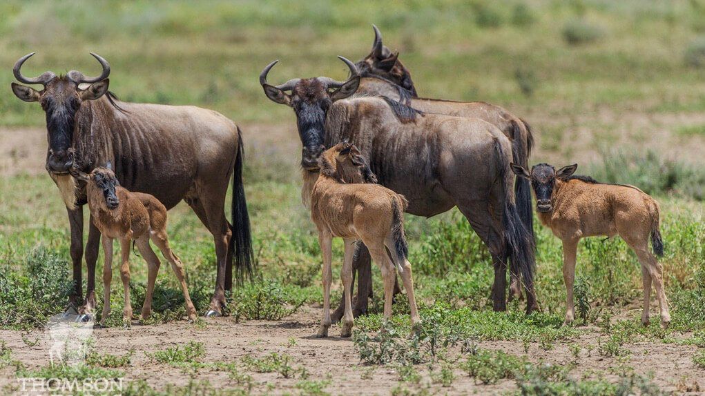 Ngorongoro Farm House Accommodation Great Migration Calving Safari