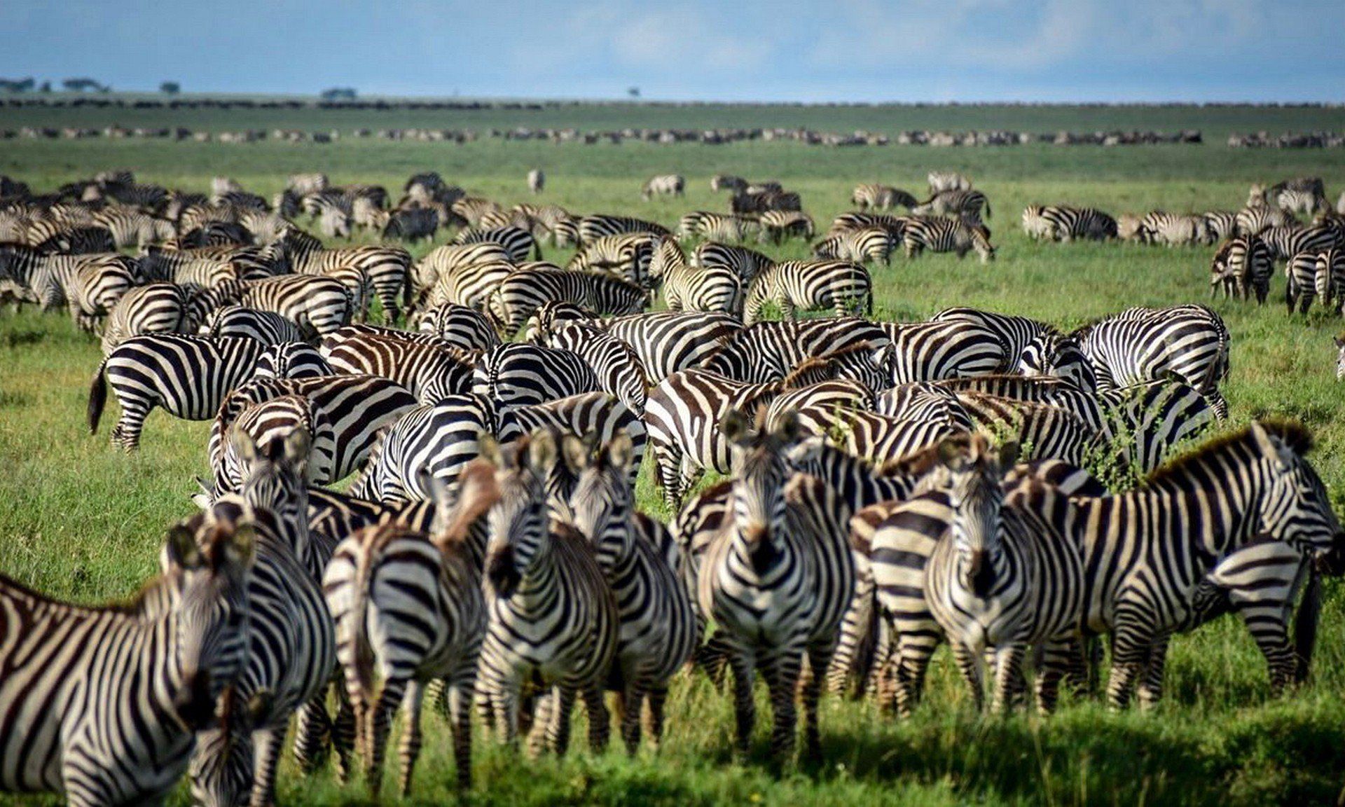Wildebeest Migration - Kenya Attraction and Highlight - Predators Safari Club