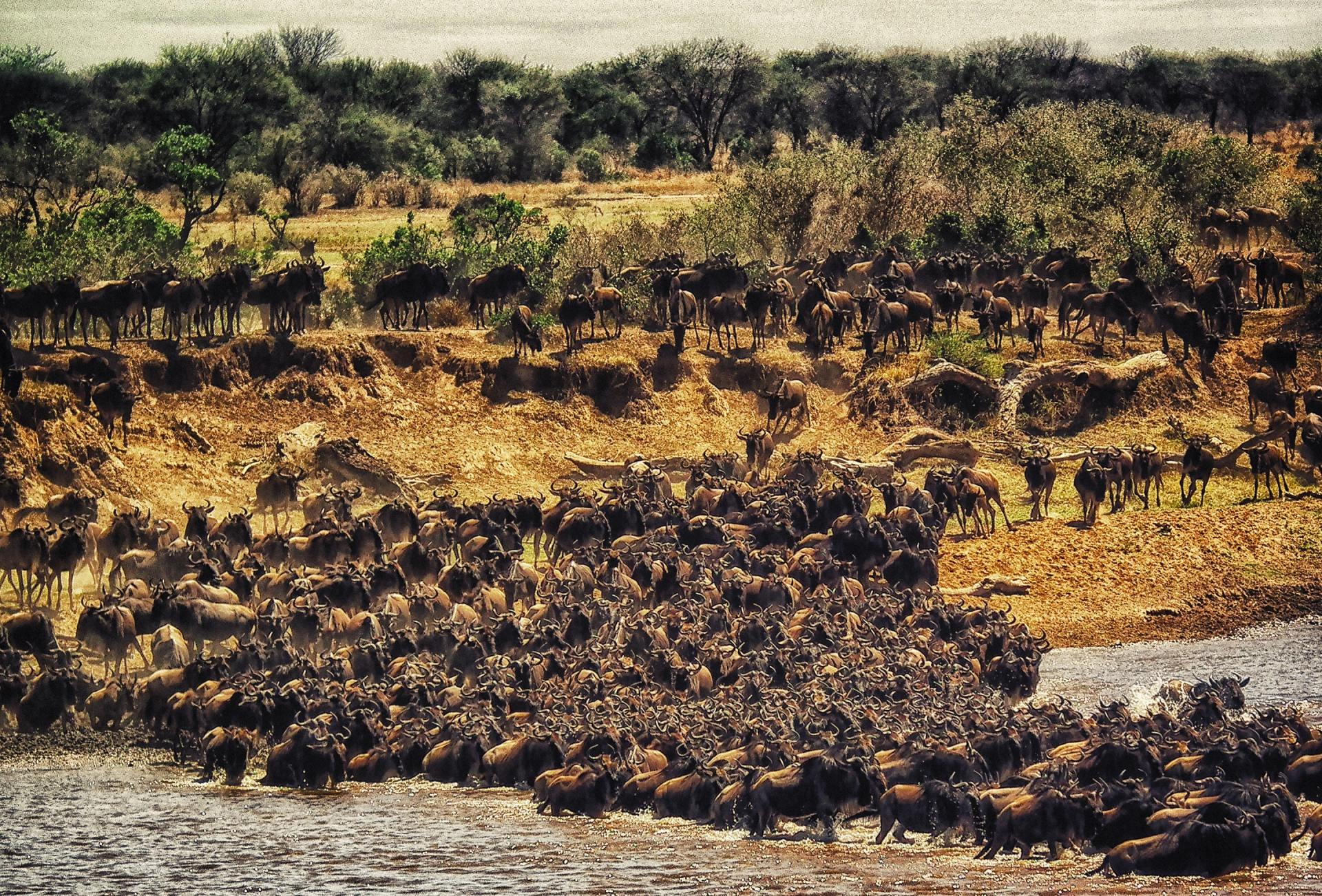 TANZANIA DELUXE SAFARI - Predator Safaris